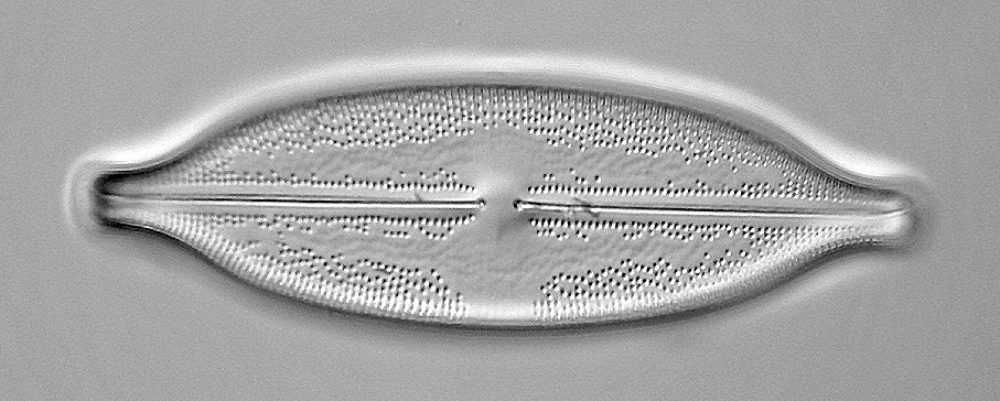 Micromondo 3