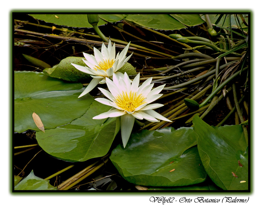 Fiore d'acqua