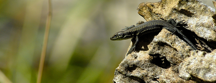 Lacerta panoramica