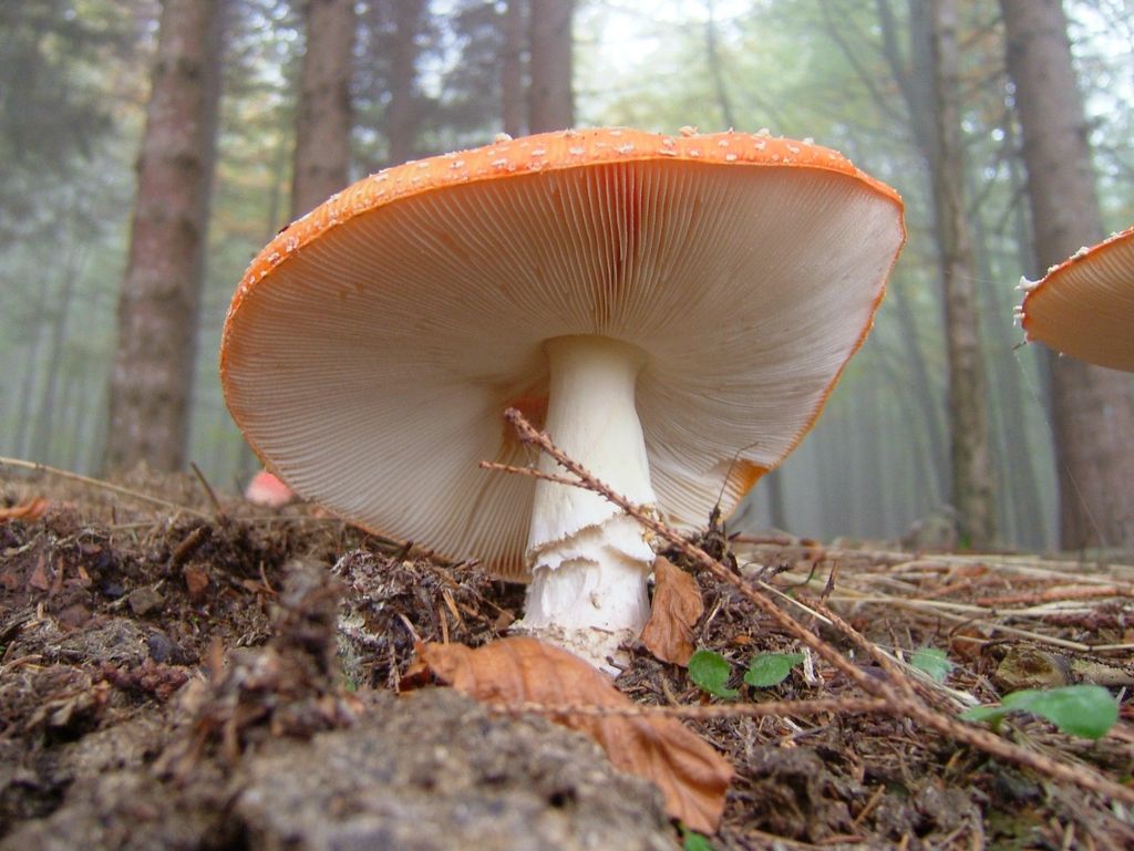 Amanita Muscaria