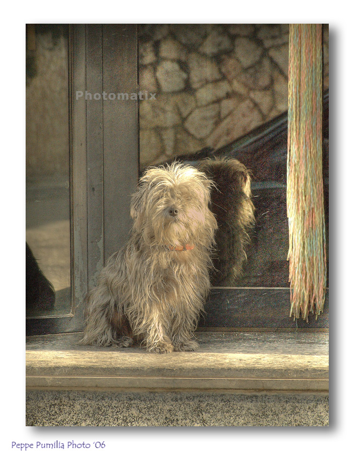 Cagnolino in posa in hdr