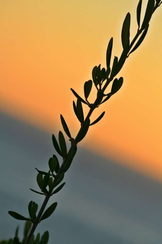 Cilento