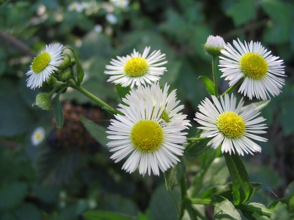fiore2