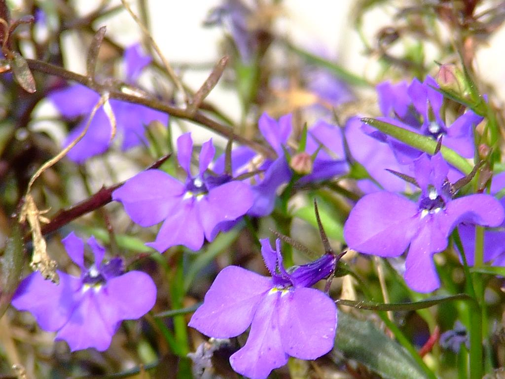 fiori viola