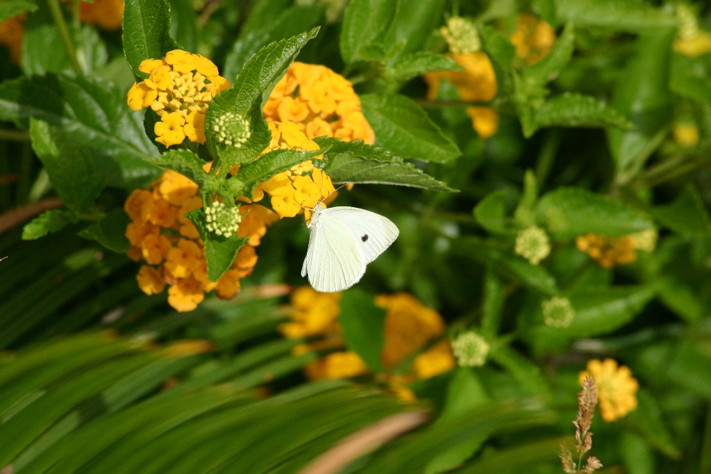 Farfalla