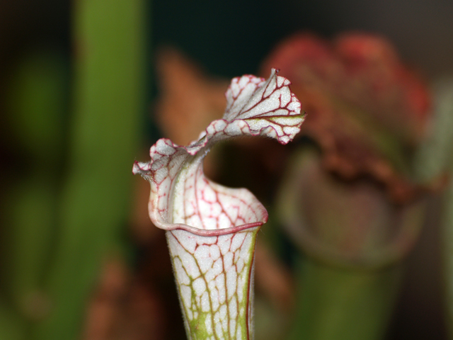 Fiore