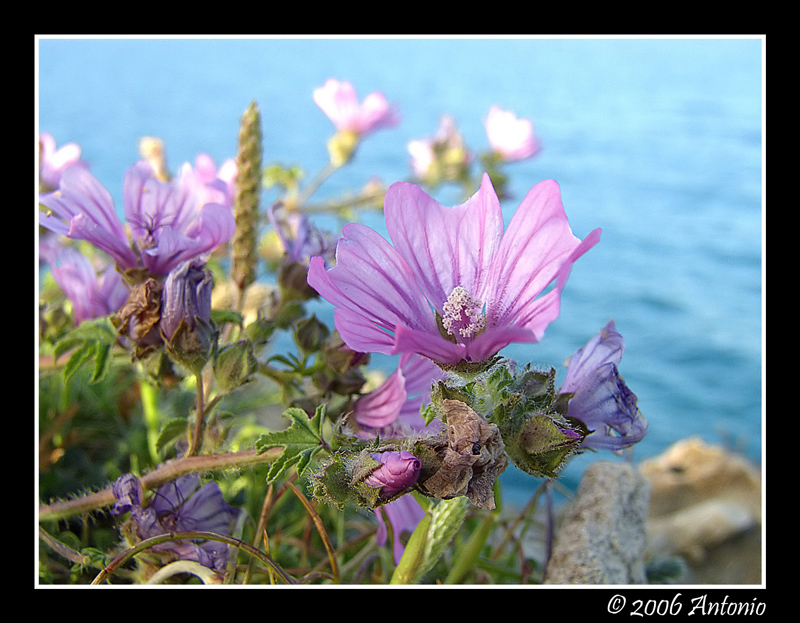 Macro sulla scogliera di San Foca (LE)