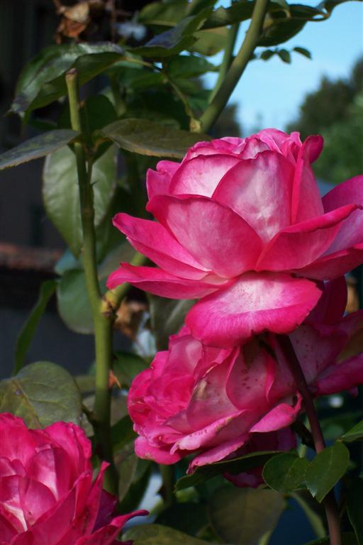 Flower 1