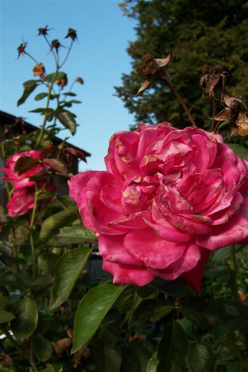 Flower 2