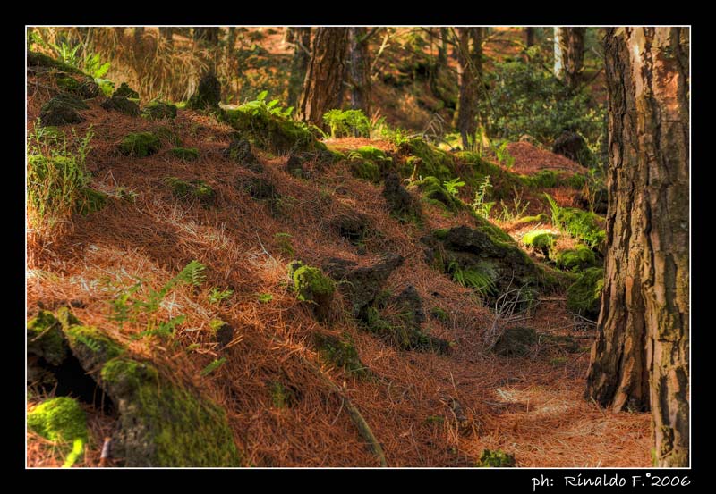 Sottobosco Pini HDR