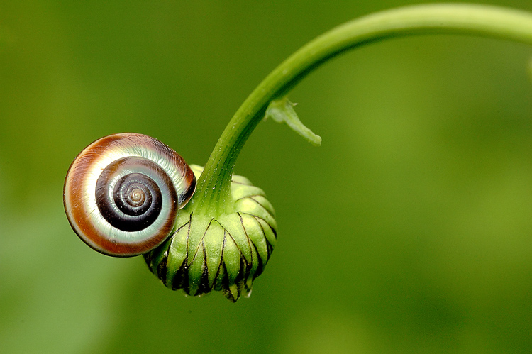 Spirali (di matrus)
