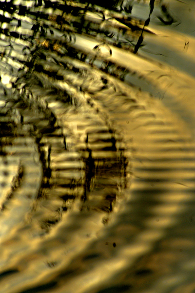 increspature,3