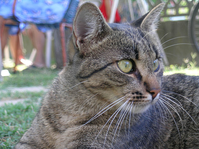 Tresigallo, Luna