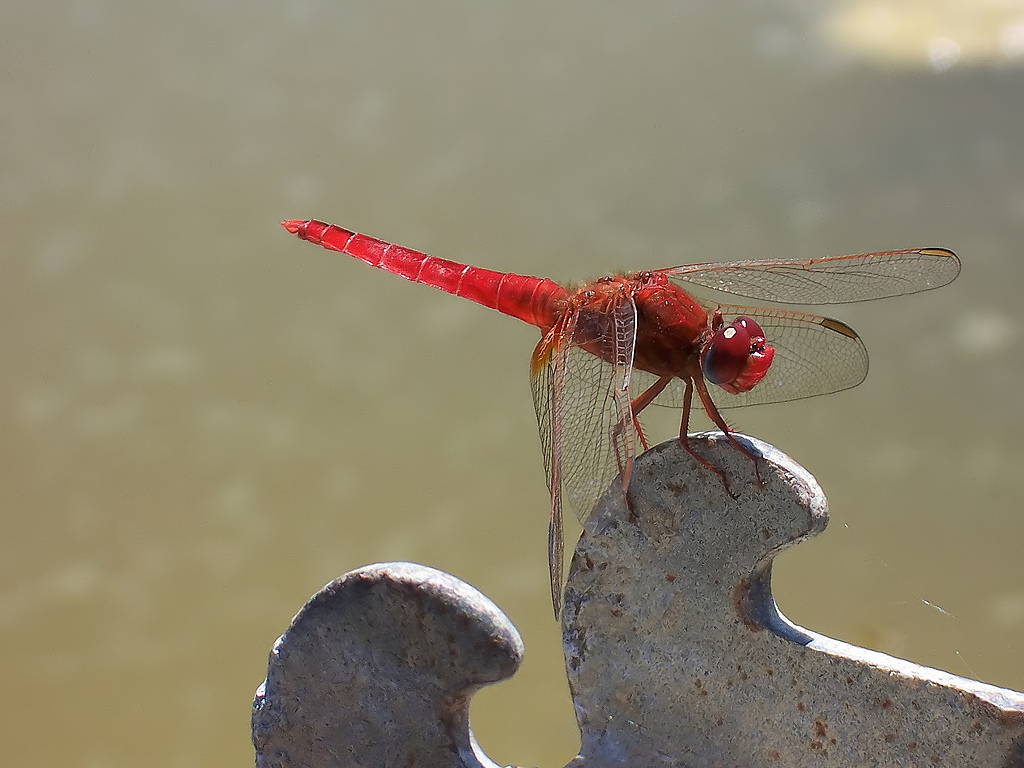 Libellula