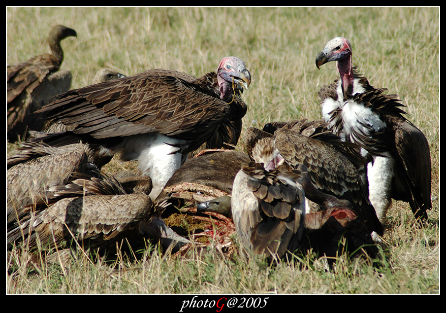 Kenya 02 - avvoltoi
