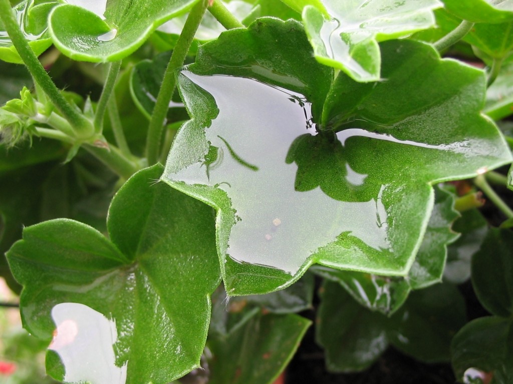foglie con acqua