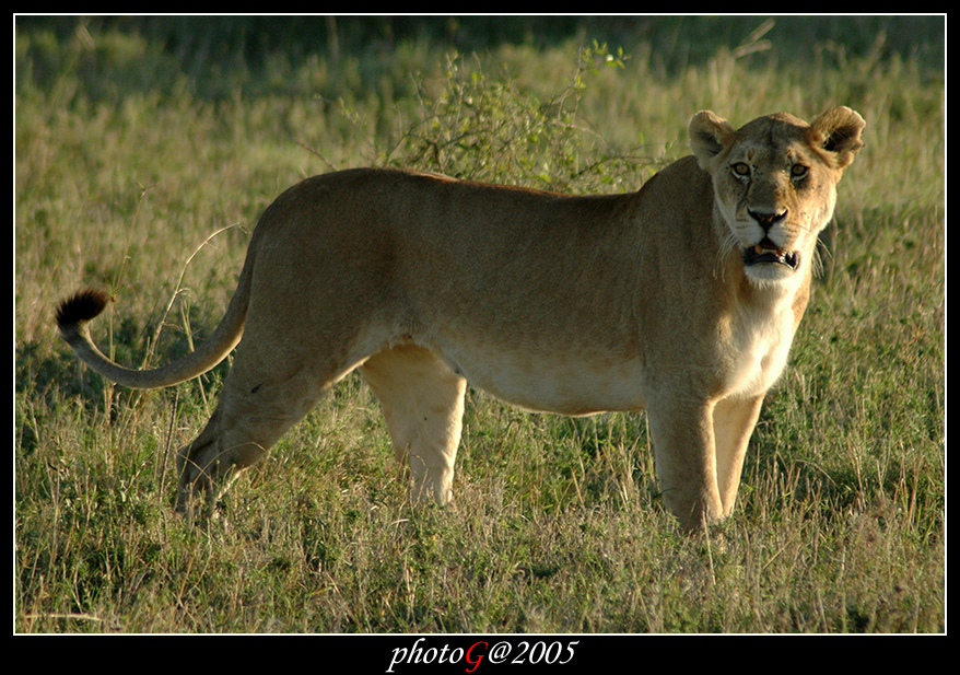 Kenya 09 - leonessa