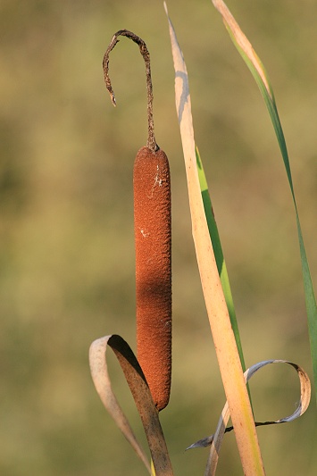 Typha latifolia (Mazzasorda)