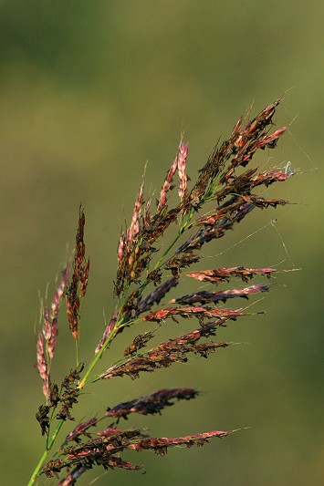 Spiga di campo
