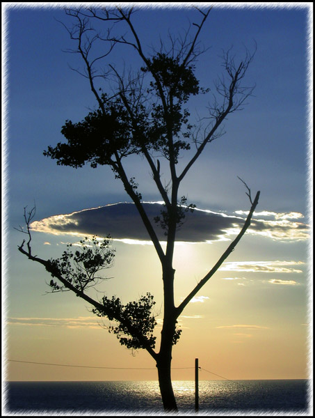 Albero in controluce