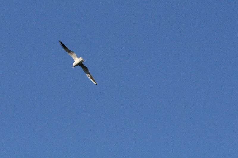Gabbiano