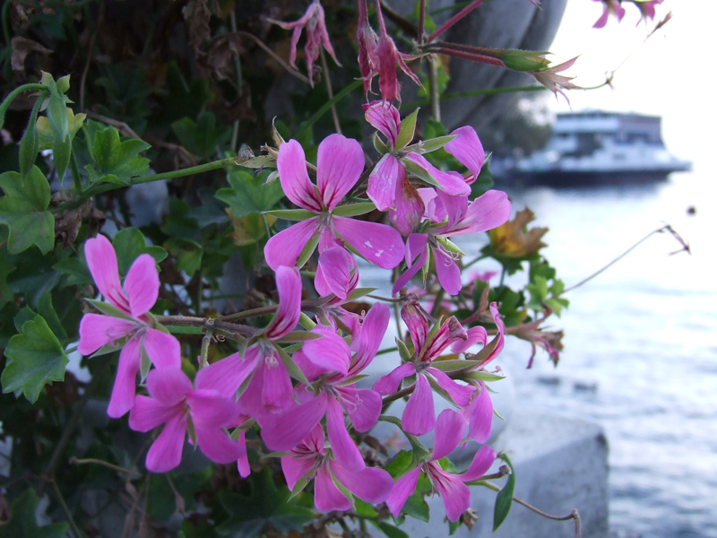 fiore