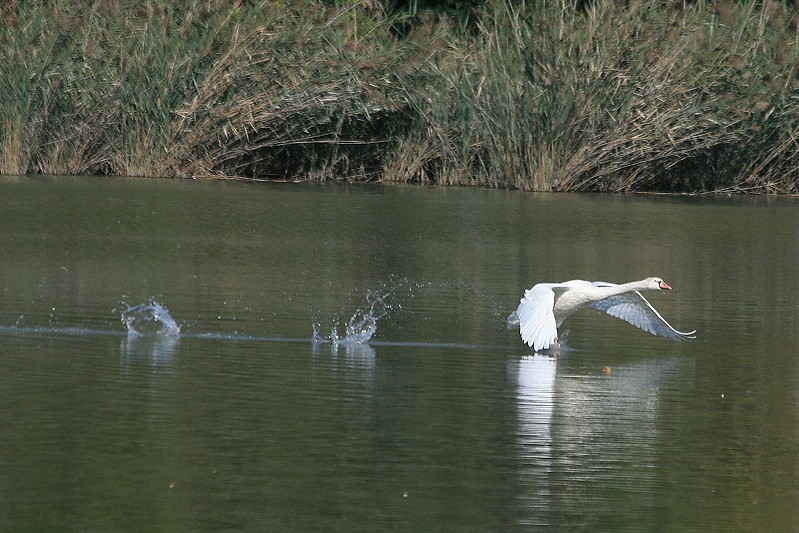Cigno in decollo