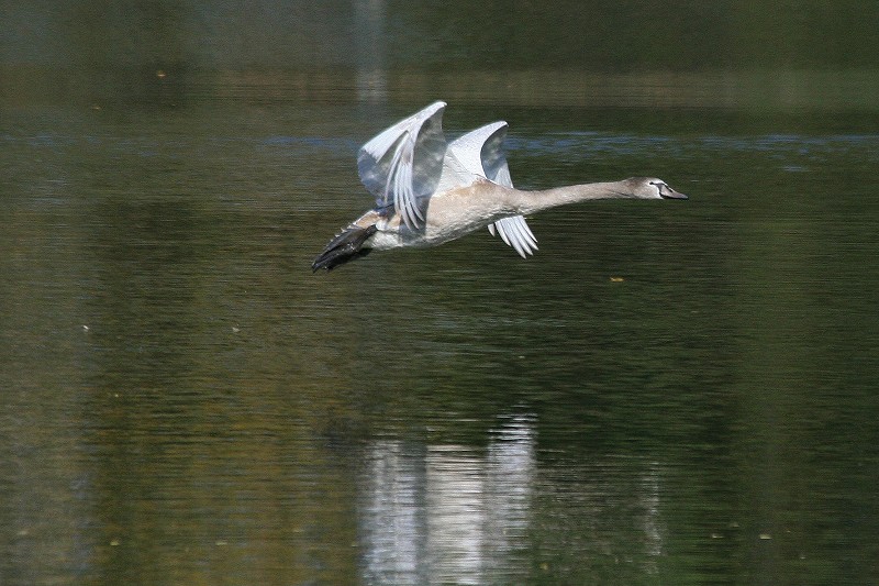 Cigno in decollo