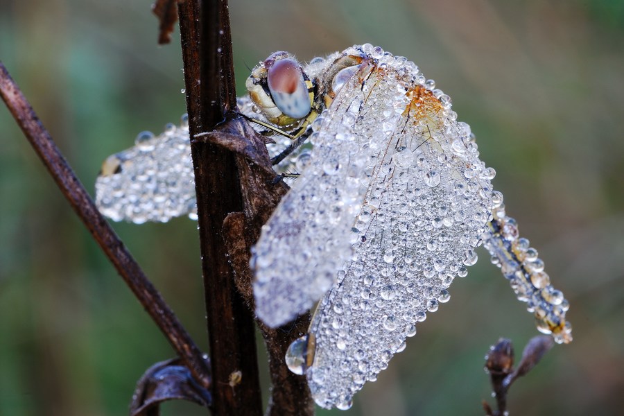 libellula e rugiada