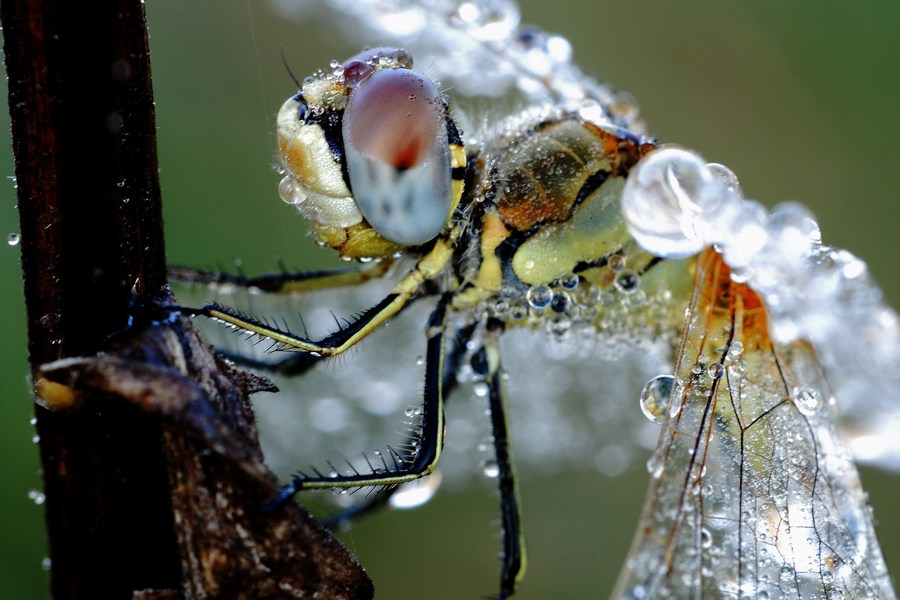 libellula e rugiada