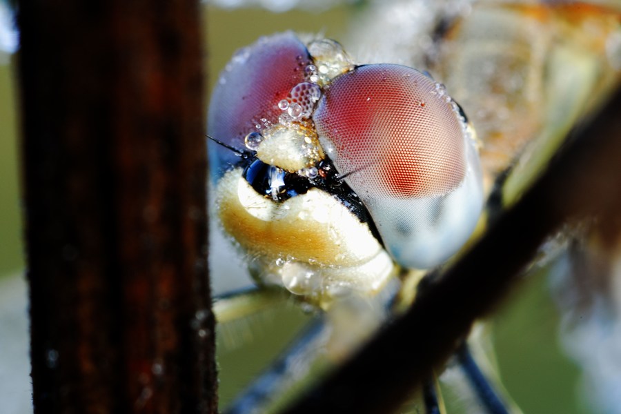Libellula close