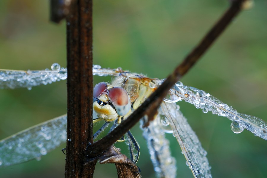 libellula e rugiada