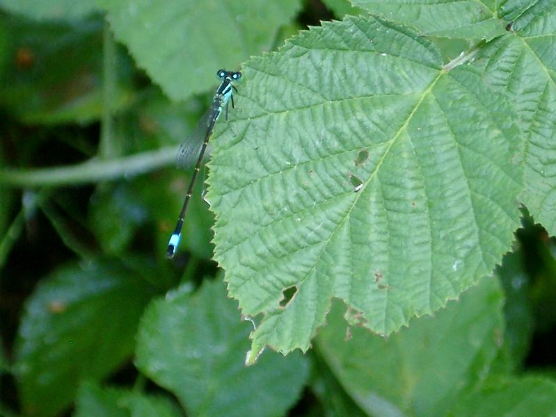 Libellula