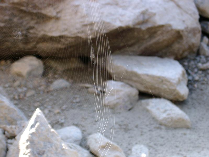 Ragnatela