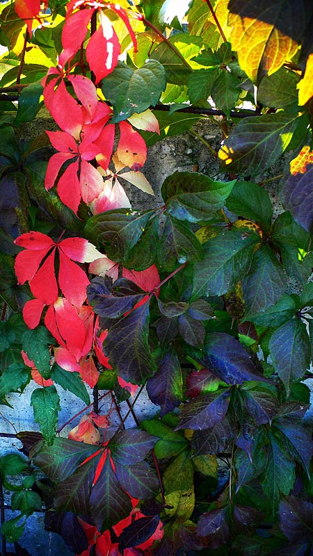 Passi d'autunno