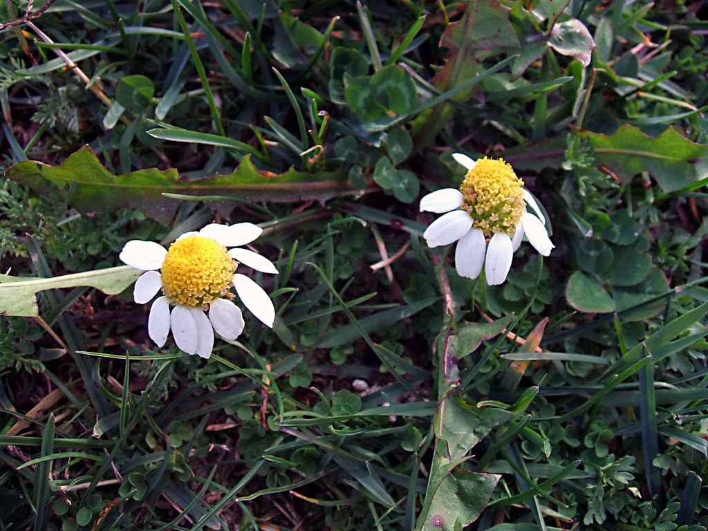 FUJI Finepix A500