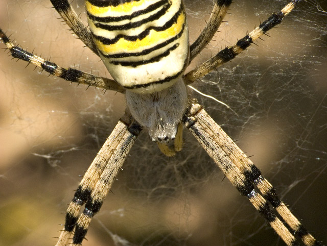Argiope fasciata particolare