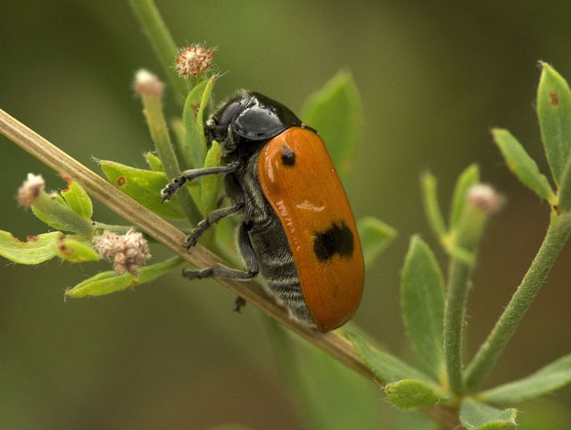 Clytra laeviscula