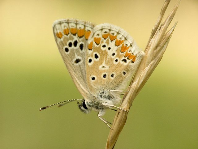 Farfalla