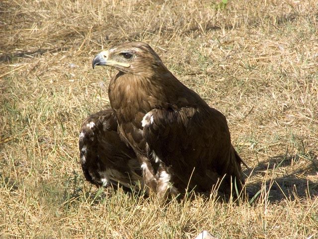 Aquila