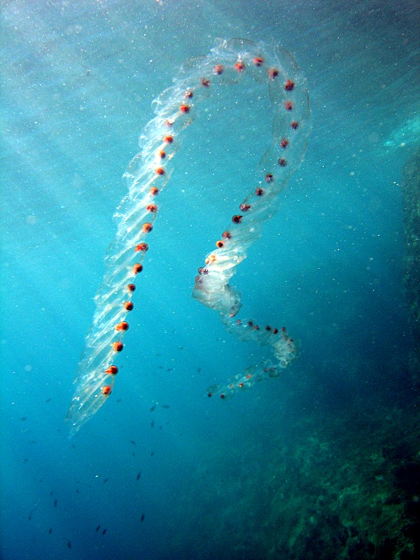 Salpa maxima