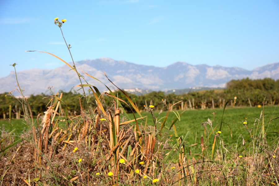Campo sull'Appia