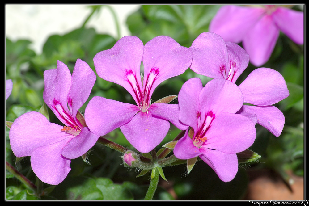 macro fiori..