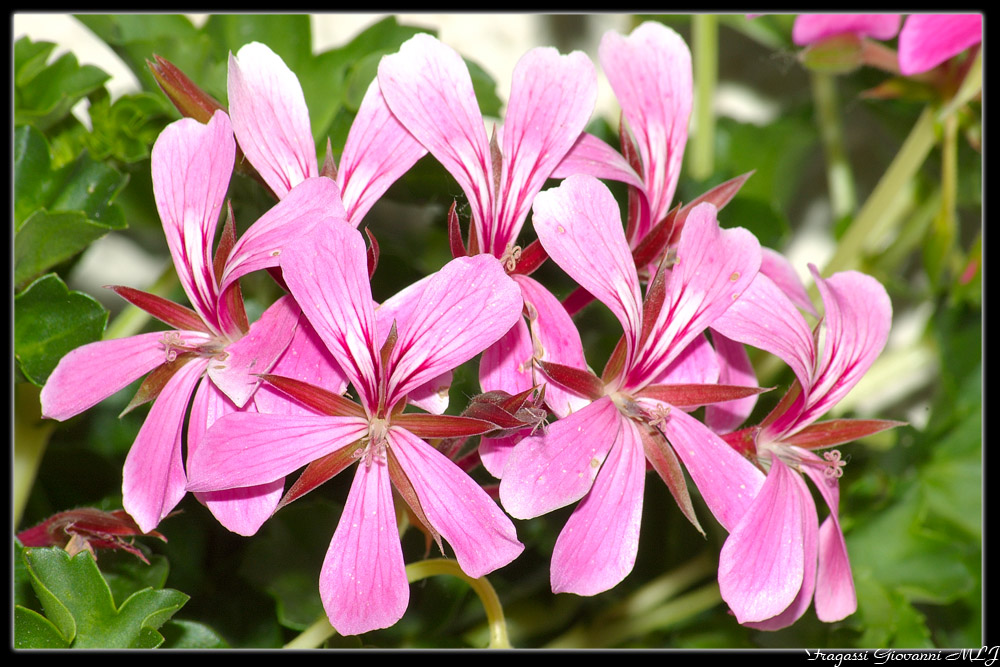 macro fiori..