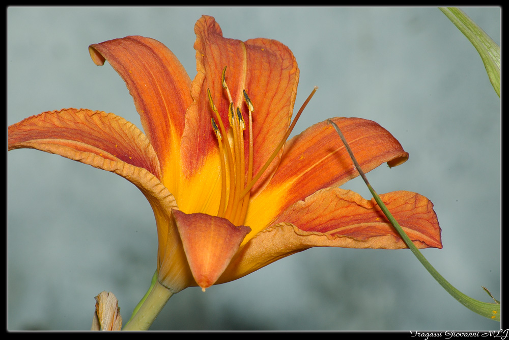 macro fiori..