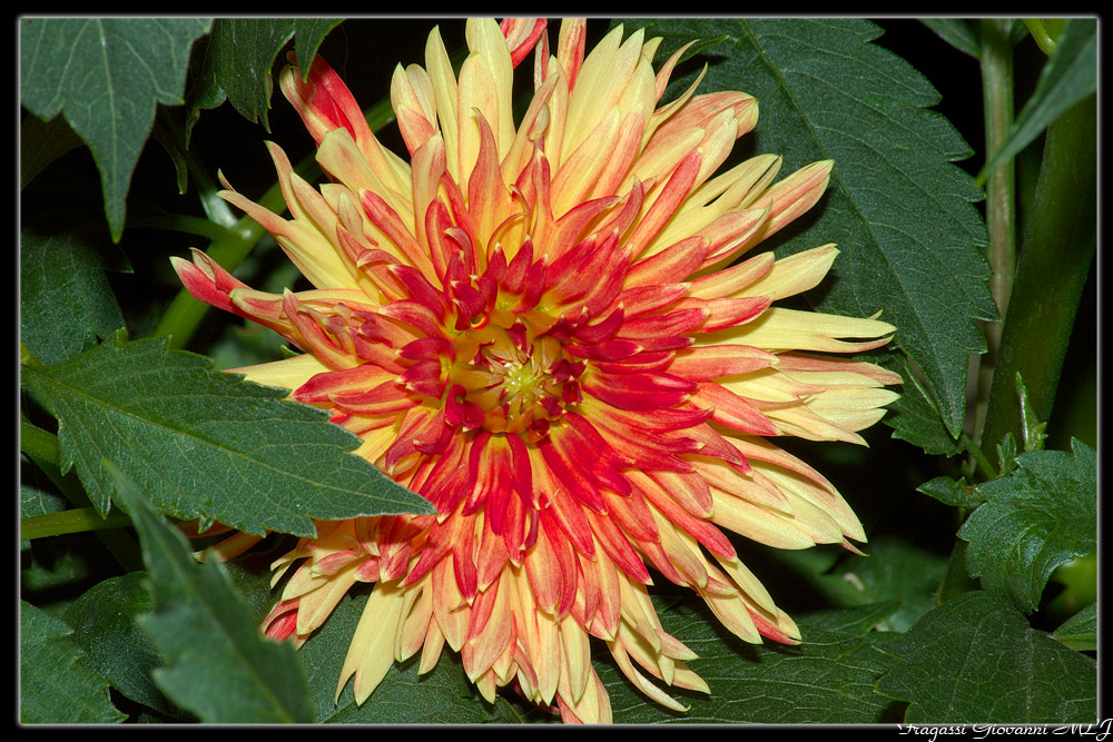 macro fiori..
