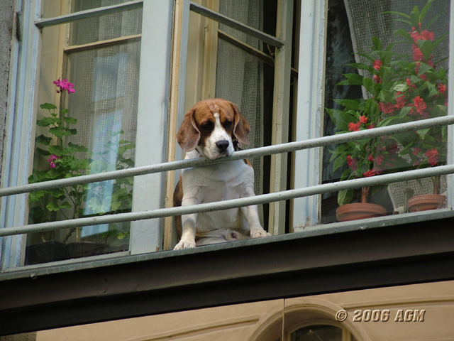 Curiosit bestiale