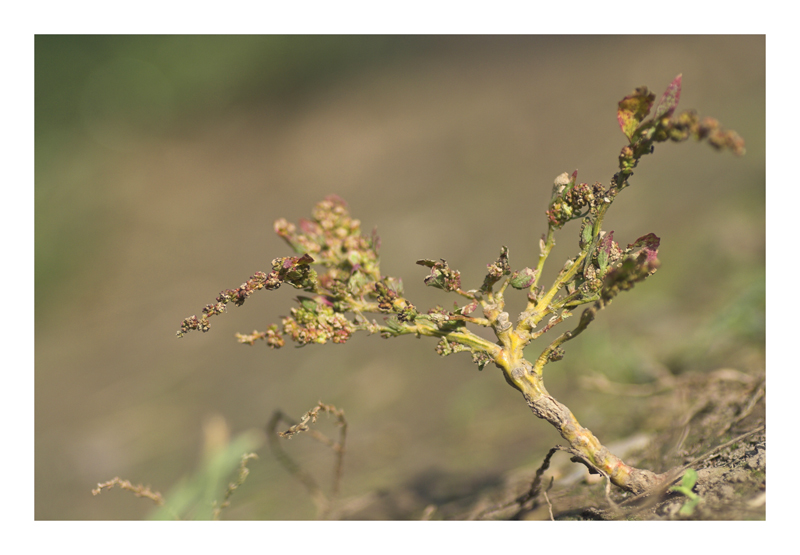 Savana in miniatura
