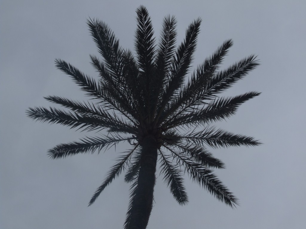 Palma