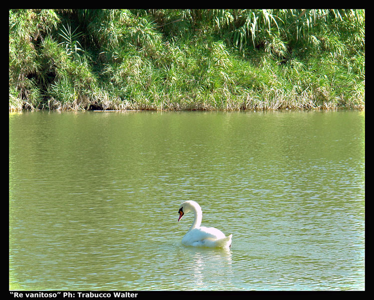 cigno